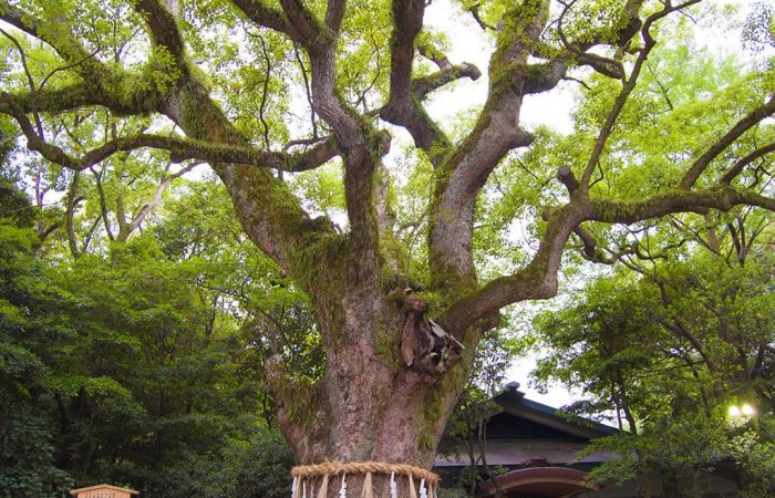 Atsuta Jingu Goshinboku