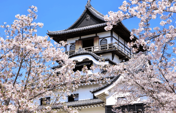 Inuyama Castle during cherry blossoms